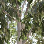 قرية صطاف المدمرة والمهجرة الواقعة غرب مدينة القدس