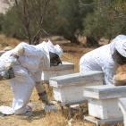 نحّالات كفر مالك