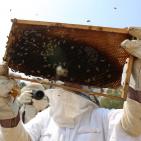 نحّالات كفر مالك