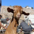 سوق الحلال في الخليل..حركة نشطة قبيل العيد