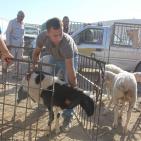 سوق الحلال في الخليل..حركة نشطة قبيل العيد