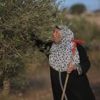 معصرة الجدار