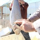 (صور) إتلاف 200 طن من الأسماك على معبر كرم أبو سالم