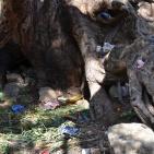 وادي قانا..جمال ملوث