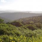 الأخضر يلون بيرزيت