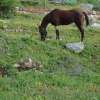 الأخضر يلون بيرزيت