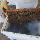 موسم قطف العسل في بلدة سنجل قرب رام الله