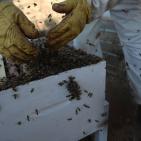 موسم قطف العسل في بلدة سنجل قرب رام الله