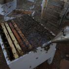 موسم قطف العسل في بلدة سنجل قرب رام الله