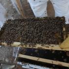 موسم قطف العسل في بلدة سنجل قرب رام الله