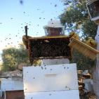 موسم قطف العسل في بلدة سنجل قرب رام الله