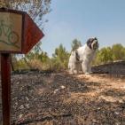 صور: البالونات الحارقة تحوّل غلاف غزة الى