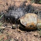 صور: البالونات الحارقة تحوّل غلاف غزة الى