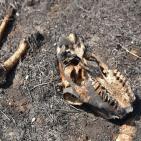 صور: البالونات الحارقة تحوّل غلاف غزة الى