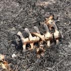 صور: البالونات الحارقة تحوّل غلاف غزة الى