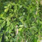 لأول مرة- ضبط 5 أشجار من