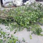 لأول مرة- ضبط 5 أشجار من