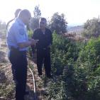 شرطة الخليل تضبط أضخم مشتل للمخدرات