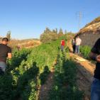 شرطة الخليل تضبط أضخم مشتل للمخدرات