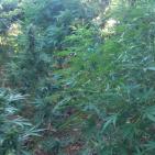 بالصور- ضبط مشتل مخدرات ضخم في قرية الزعيم