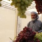 مهرجان العنب في حلحول