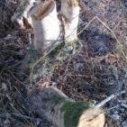 مستوطنون يقطعون 100 شجرة زيتون في قرية المغير