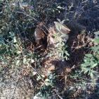 مستوطنون يقطعون 100 شجرة زيتون في قرية المغير