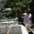 تربية الأسماك في نابلس