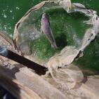 تربية الأسماك في نابلس