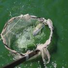 تربية الأسماك في نابلس