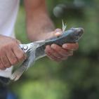 تربية الأسماك في نابلس