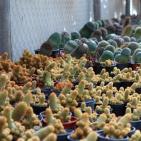 شاهد- أكبر غابة للصبّار النادر في فلسطين