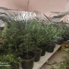 بالصور: الشرطة تضبط مستنبتا لزراعة الماريجوانا المخدرة في العيزرية