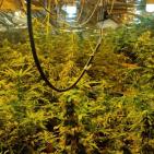 بالصور: الشرطة تضبط مستنبتا لزراعة الماريجوانا المخدرة في العيزرية