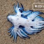 فيديو وصور.. رصد مخلوق غريب يُعرف باسم