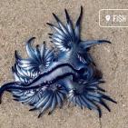 فيديو وصور.. رصد مخلوق غريب يُعرف باسم