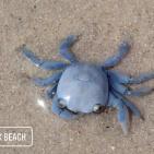 فيديو وصور.. رصد مخلوق غريب يُعرف باسم