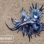 فيديو وصور.. رصد مخلوق غريب يُعرف باسم