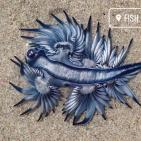 فيديو وصور.. رصد مخلوق غريب يُعرف باسم