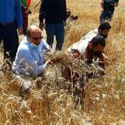 بالصور.. الزراعة في غزة تفتتح موسم حصاد القمح