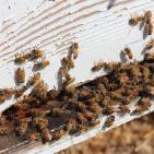 موسم جني العسل في غزة بعد العدوان الإسرائيلي