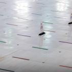 بالصور..  طلائع الحجاج يؤدون طواف القدوم