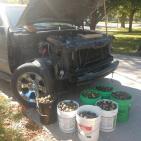 صور: سنجاب يحول سيارة إلى مستودع للجوز استعدادا للشتاء