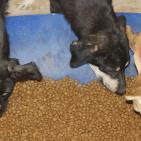 سلالة.. أول جمعية لرعاية الحيوانات الضالة في غزة