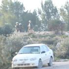 إصابات خلال مواجهات مع الاحتلال في بيتا وبيت دجن بنابلس