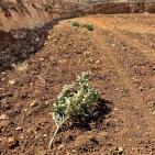 مستوطنون يقتلعون 450 شجرة بين ترمسعيا والمغير قرب رام الله