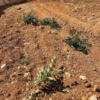 مستوطنون يقتلعون 450 شجرة بين ترمسعيا والمغير قرب رام الله