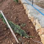 مستوطنون يقتلعون 450 شجرة بين ترمسعيا والمغير قرب رام الله