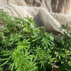 صور: ضبط 82 شتلة يشتبه أنها