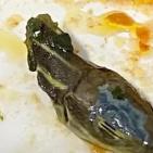 مضيفة تعثر على رأس ثعبان في وجبة طعامها على متن طائرة